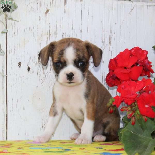 Fudge, Boston Terrier Mix Puppy